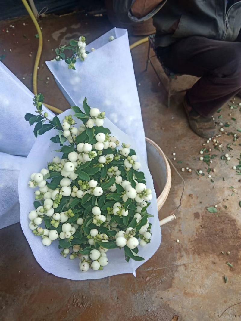 火龙珠苗种苗苗子质量好全国各地都可以发货包邮