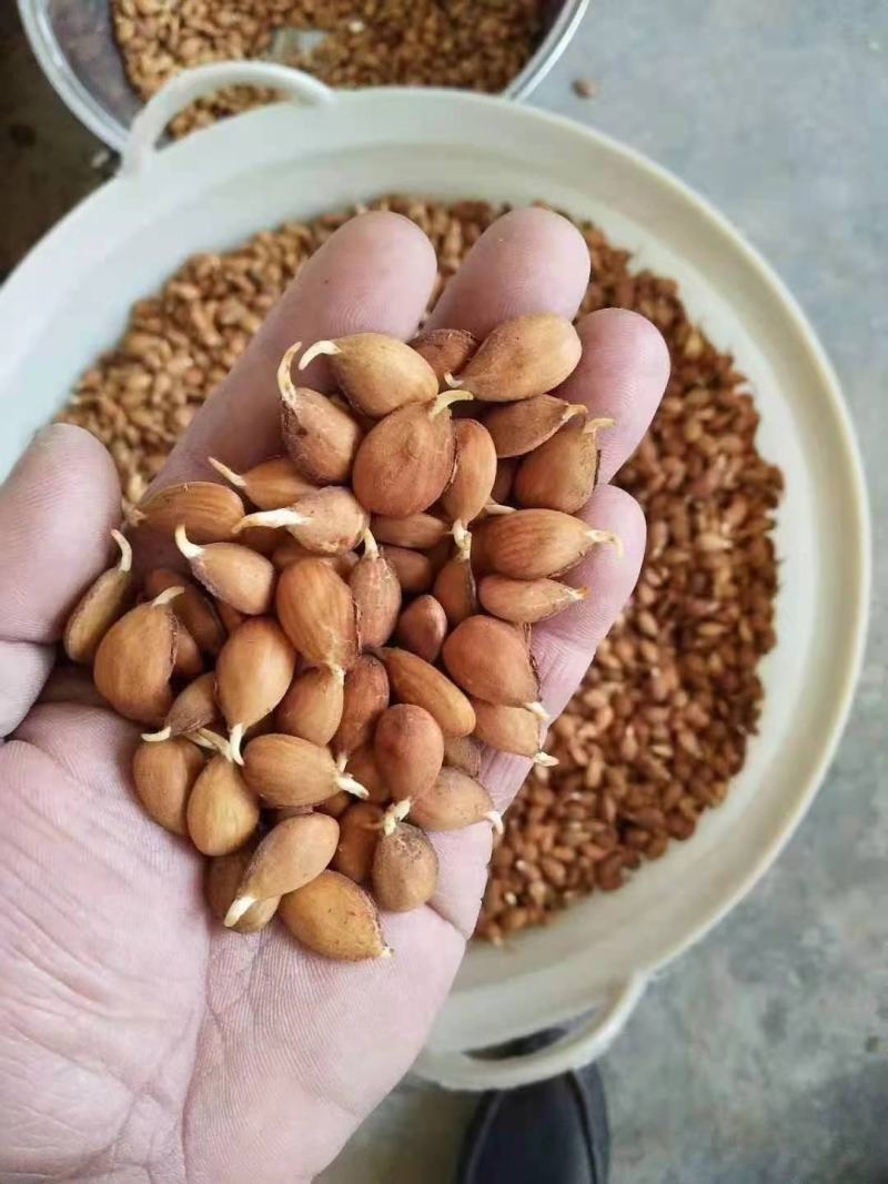 精品手选毛桃牙种子，一斤出900多粒