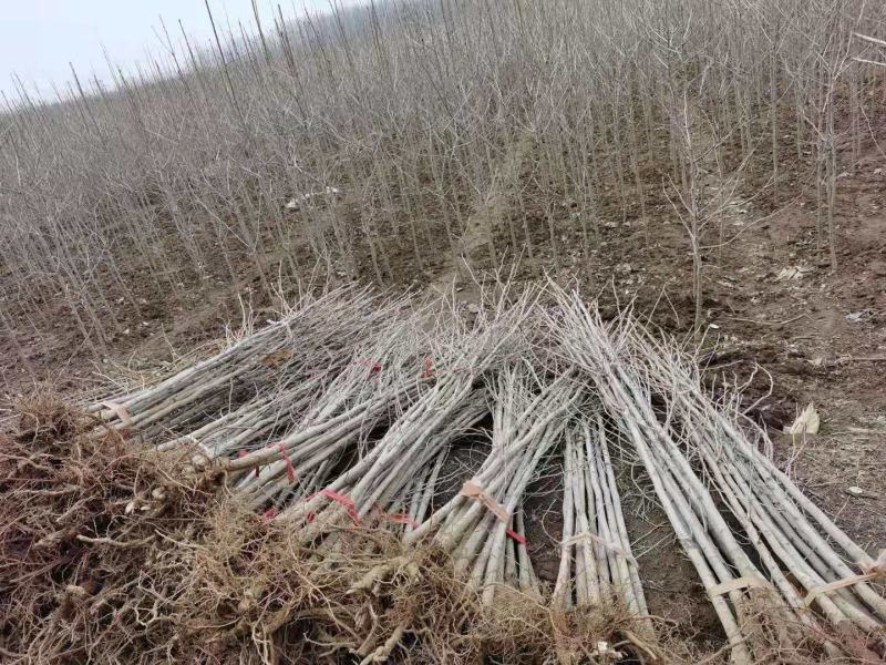 基地直销供应优质银杏苗量大从优现挖现发欢迎新朋友前来选购