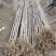 基地直销供应优质银杏苗量大从优现挖现发欢迎新朋友前来选购