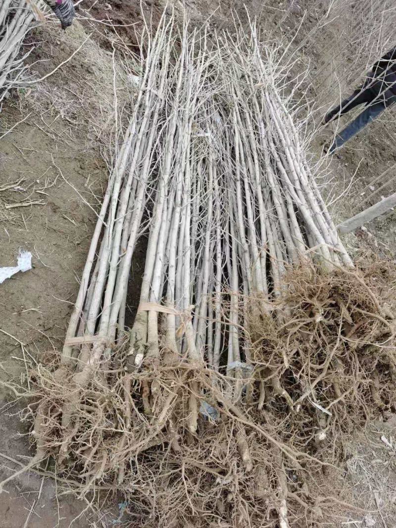 基地直销供应优质银杏苗量大从优现挖现发欢迎新朋友前来选购