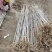 基地直销供应优质银杏苗量大从优现挖现发欢迎新朋友前来选购