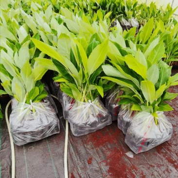 农科院香蕉种苗、矮化香蕉苗，金粉一号蕉苗，西贡粉蕉苗、