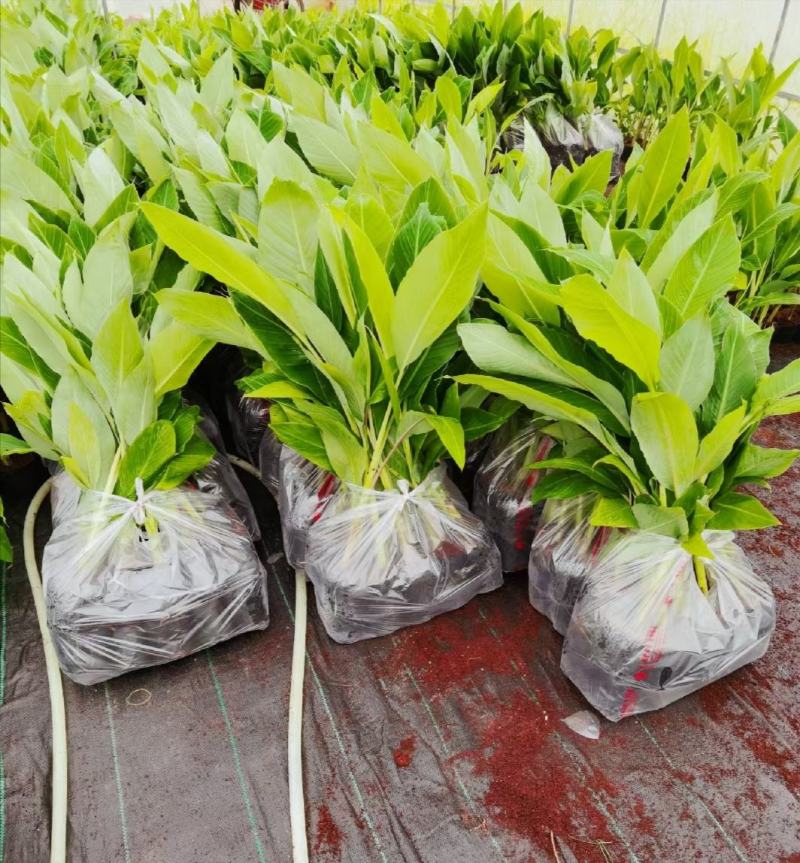 农科院香蕉种苗、矮化香蕉苗，金粉一号蕉苗，西贡粉蕉苗、