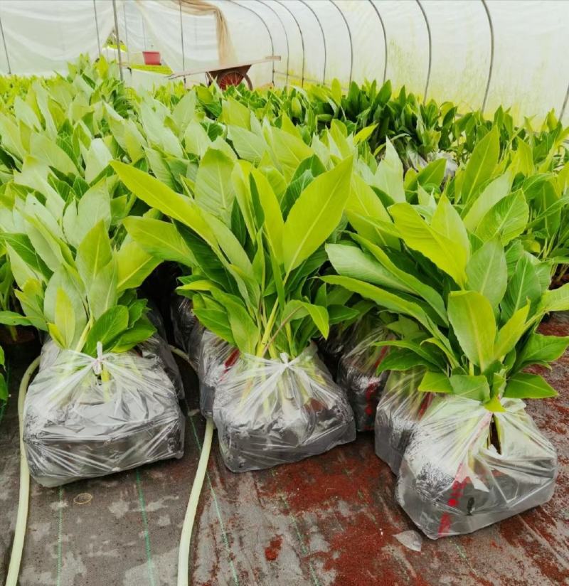 农科院香蕉种苗、矮化香蕉苗，金粉一号蕉苗，西贡粉蕉苗、