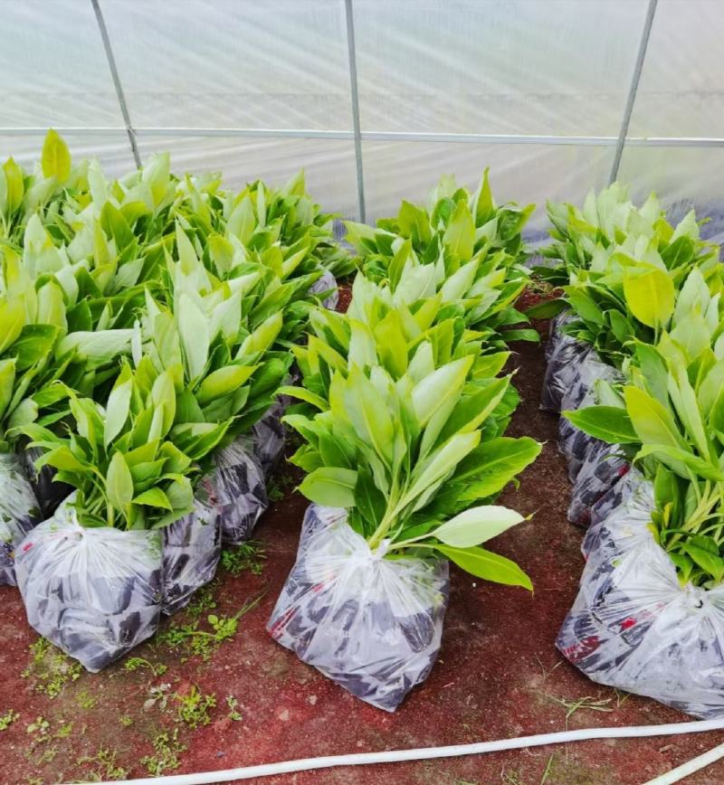 农科院香蕉种苗、矮化香蕉苗，金粉一号蕉苗，西贡粉蕉苗、