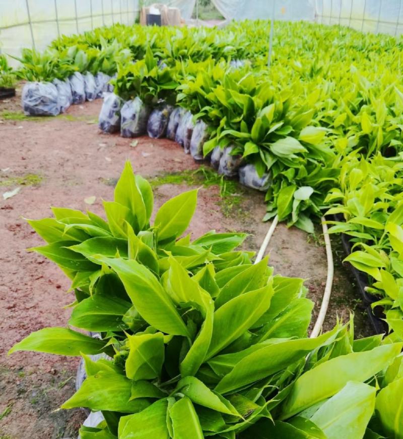 农科院香蕉种苗、矮化香蕉苗，金粉一号蕉苗，西贡粉蕉苗、