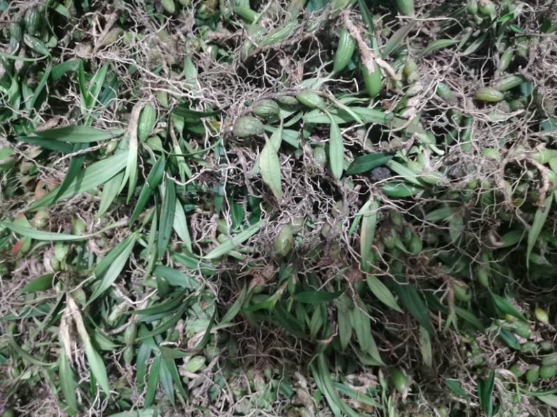 石橄榄双叶小果石仙桃石橄榄双叶小果