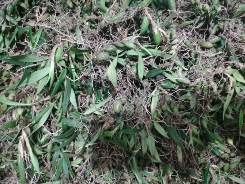 石橄榄双叶小果石仙桃石橄榄双叶小果