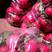 新一代大红萝卜种子，北方地区提前一个月上市抗病。高产