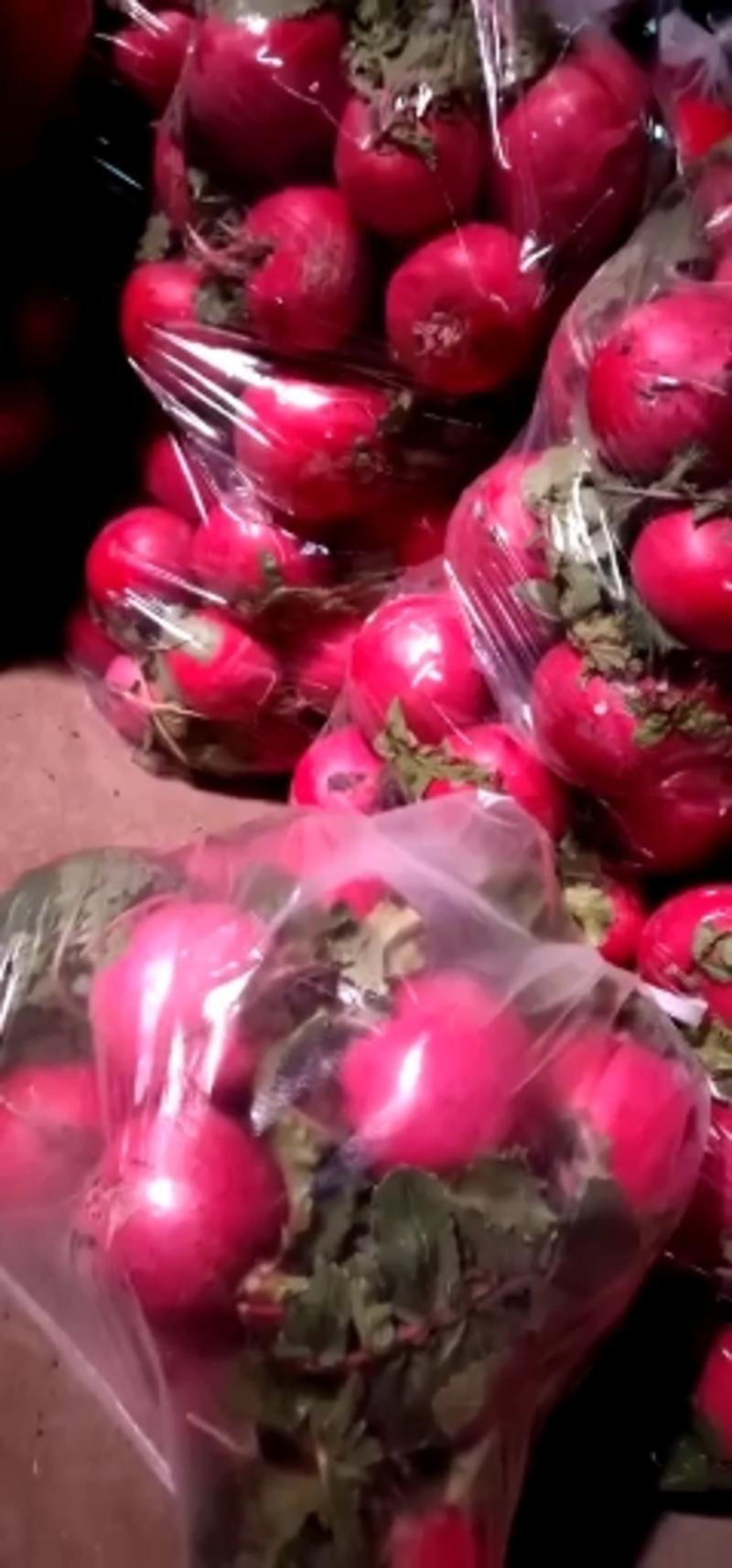 新一代大红萝卜种子，北方地区提前一个月上市抗病。高产