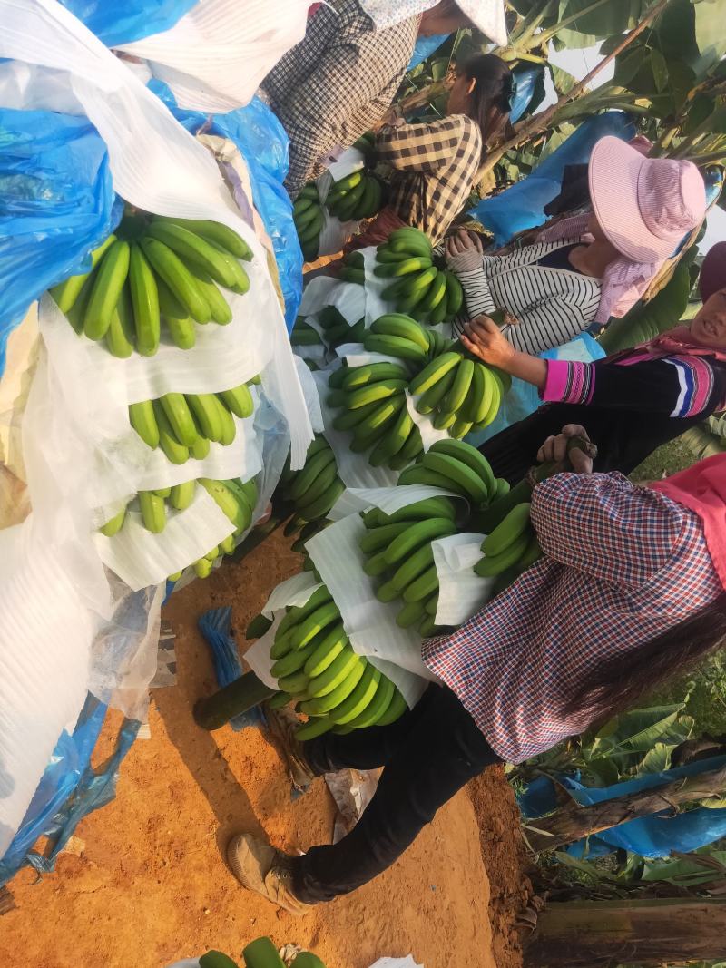 香蕉、云南西双版纳平地、山地老挝缅甸香蕉