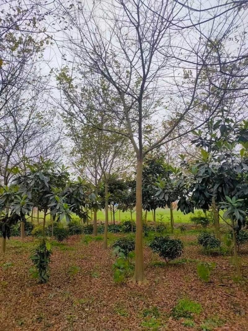 朴树，南京地区15公分朴树，10公分朴树价格