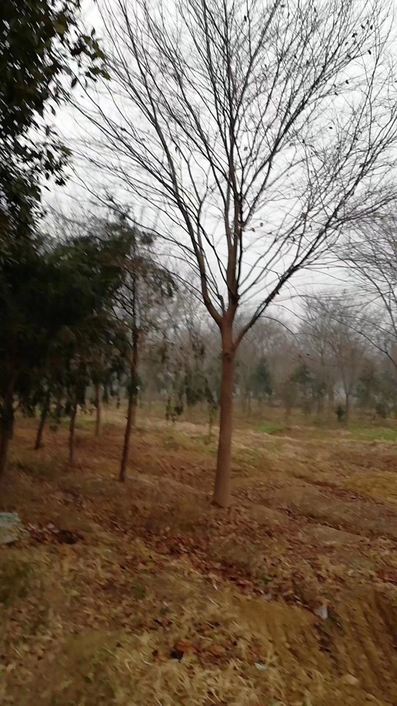 朴树，南京地区15公分朴树，10公分朴树价格