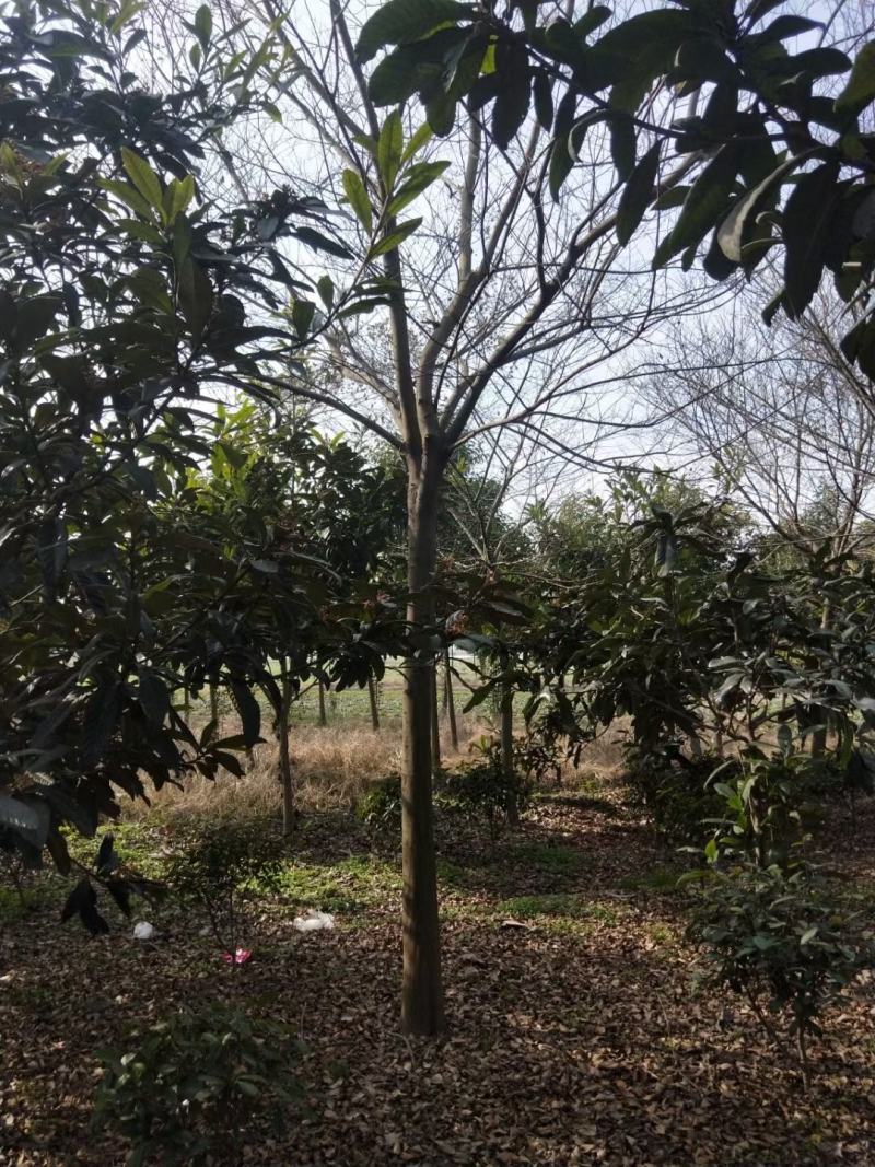 朴树，南京地区15公分朴树，10公分朴树价格