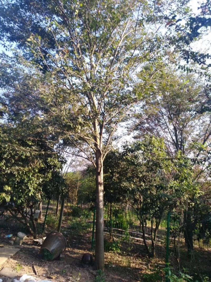 朴树，南京地区15公分朴树，10公分朴树价格