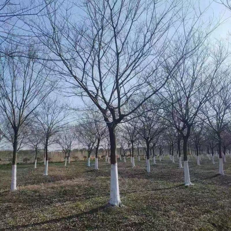 朴树，南京地区15公分朴树，10公分朴树价格