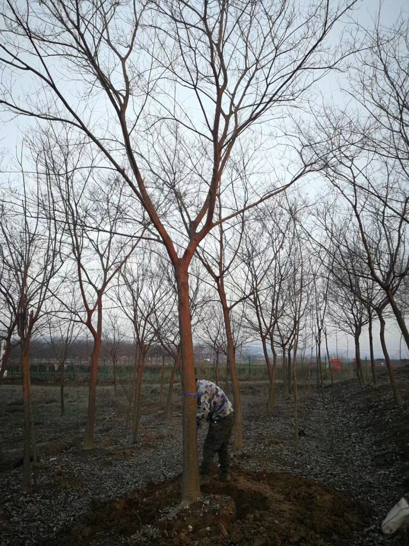 朴树，南京地区15公分朴树，10公分朴树价格