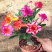 沙漠玫瑰带重瓣花卉室内植物四季好养办公室老桩桌面花苗盆栽