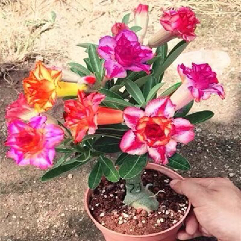 沙漠玫瑰带重瓣花卉室内植物四季好养办公室老桩桌面花苗盆栽