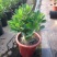 沙漠玫瑰带重瓣花卉室内植物四季好养办公室老桩桌面花苗盆栽