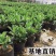 沙漠玫瑰带重瓣花卉室内植物四季好养办公室老桩桌面花苗盆栽