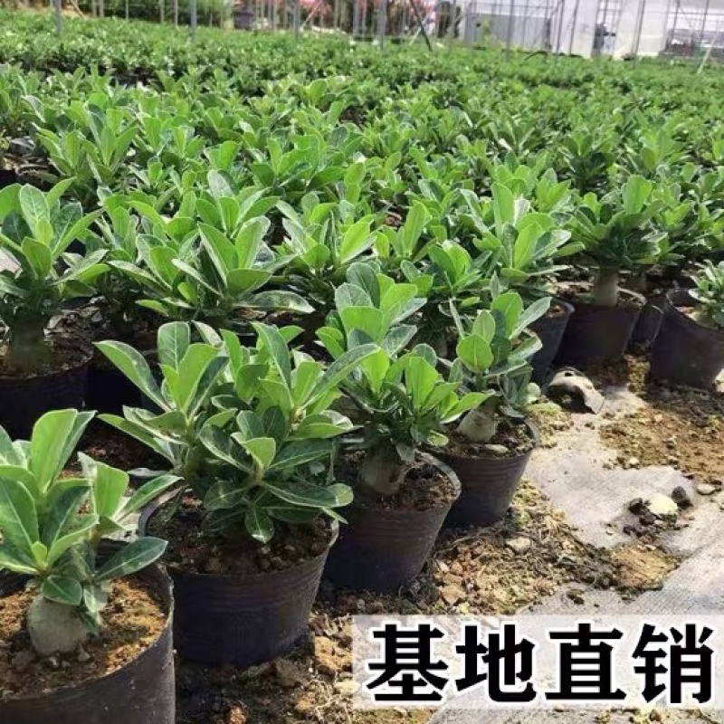 沙漠玫瑰带重瓣花卉室内植物四季好养办公室老桩桌面花苗盆栽