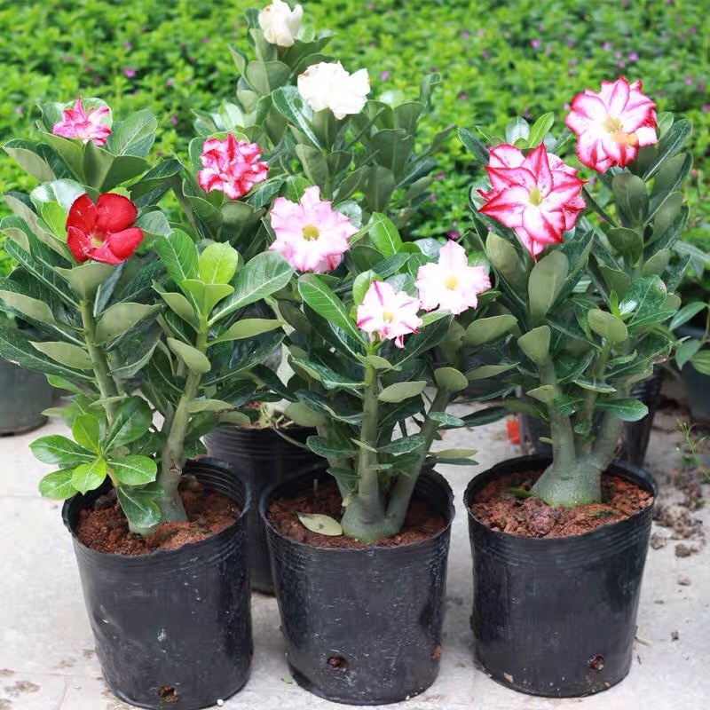 沙漠玫瑰带重瓣花卉室内植物四季好养办公室老桩桌面花苗盆栽