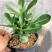 沙漠玫瑰带重瓣花卉室内植物四季好养办公室老桩桌面花苗盆栽