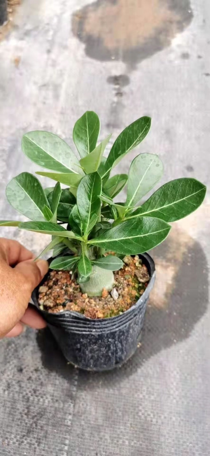 沙漠玫瑰带重瓣花卉室内植物四季好养办公室老桩桌面花苗盆栽