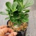 沙漠玫瑰带重瓣花卉室内植物四季好养办公室老桩桌面花苗盆栽
