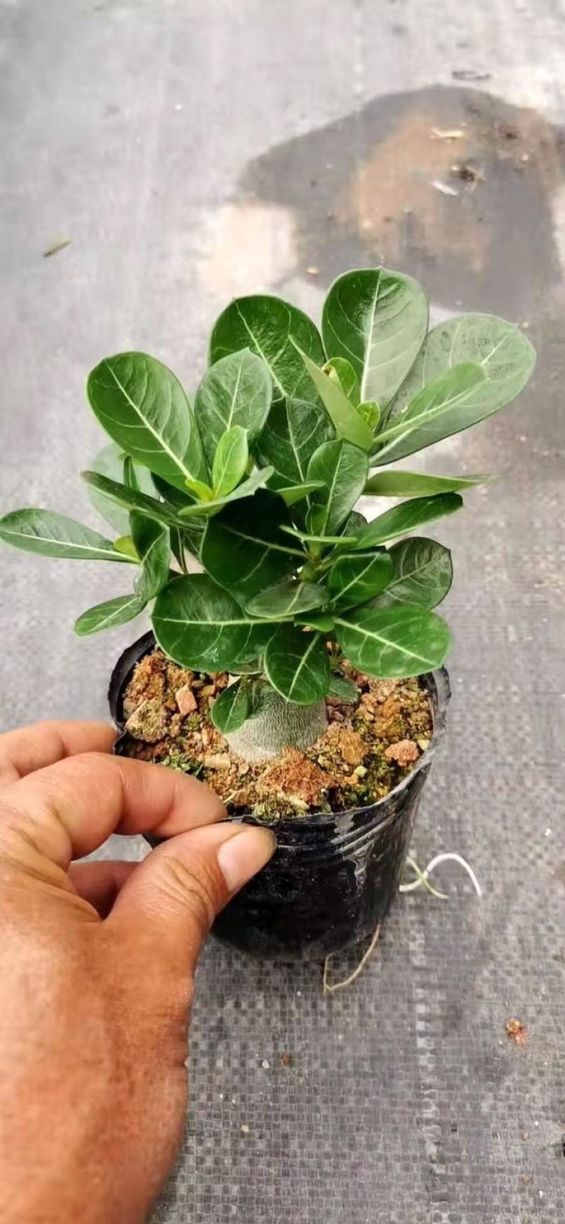 沙漠玫瑰带重瓣花卉室内植物四季好养办公室老桩桌面花苗盆栽