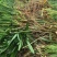 香兰叶苗斑斓叶苗斑兰叶苗