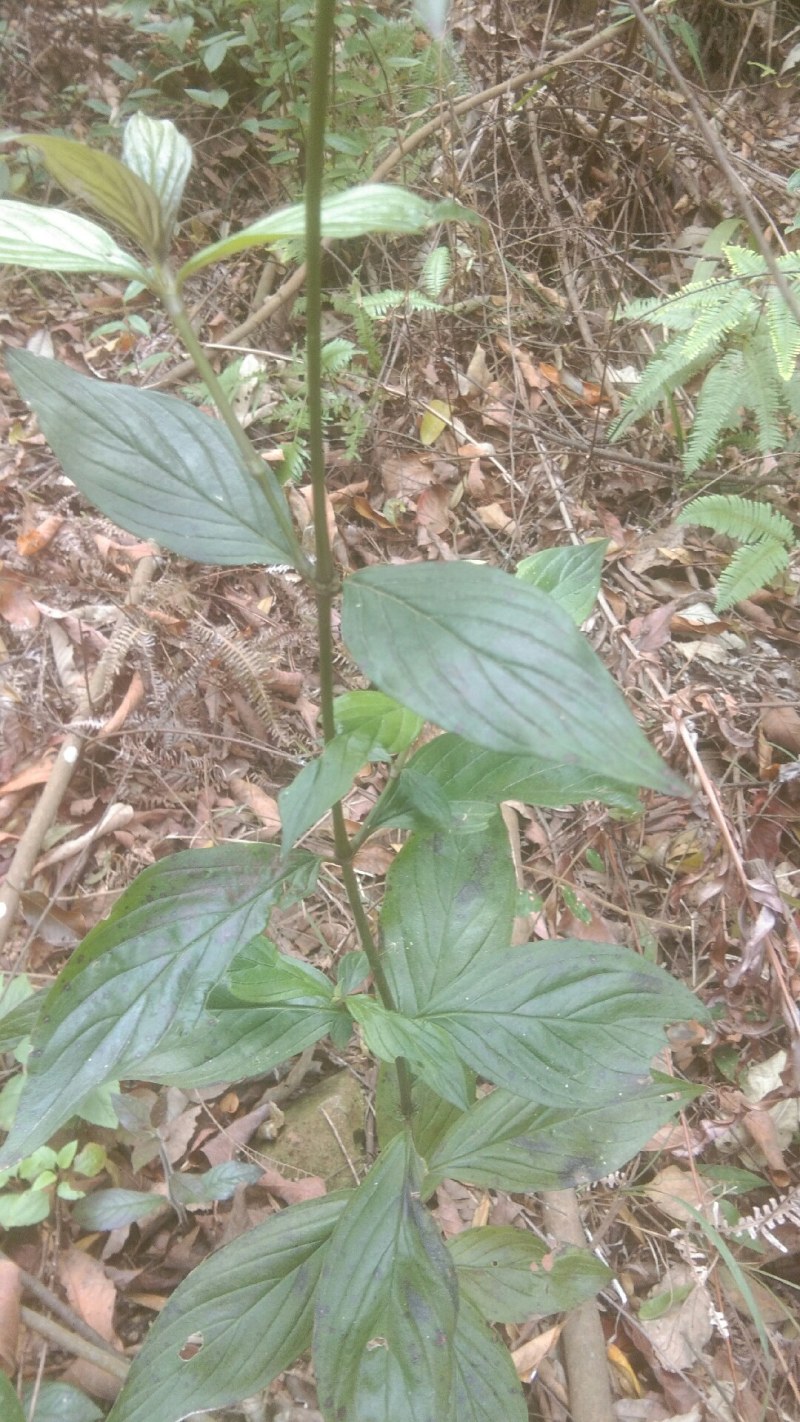 野生牛白藤，鲜货全草