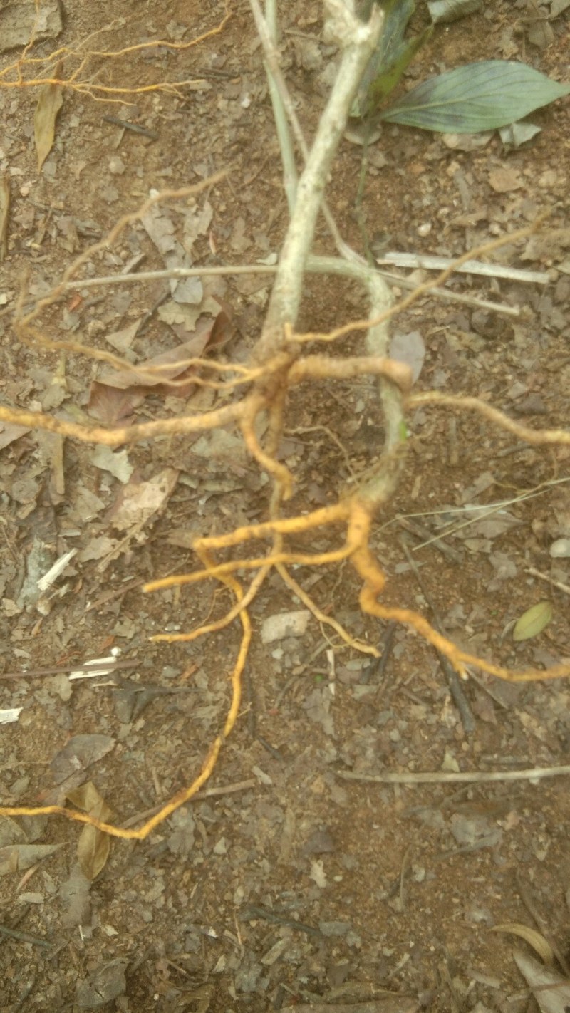 野生牛白藤，鲜货全草