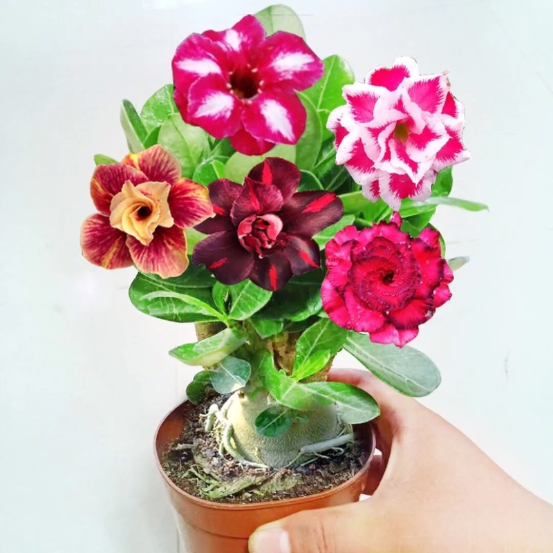 沙漠玫瑰带重瓣花卉室内植物四季好养办公室老桩桌面花苗盆栽