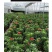 沙漠玫瑰带重瓣花卉室内植物四季好养办公室老桩桌面花苗盆栽