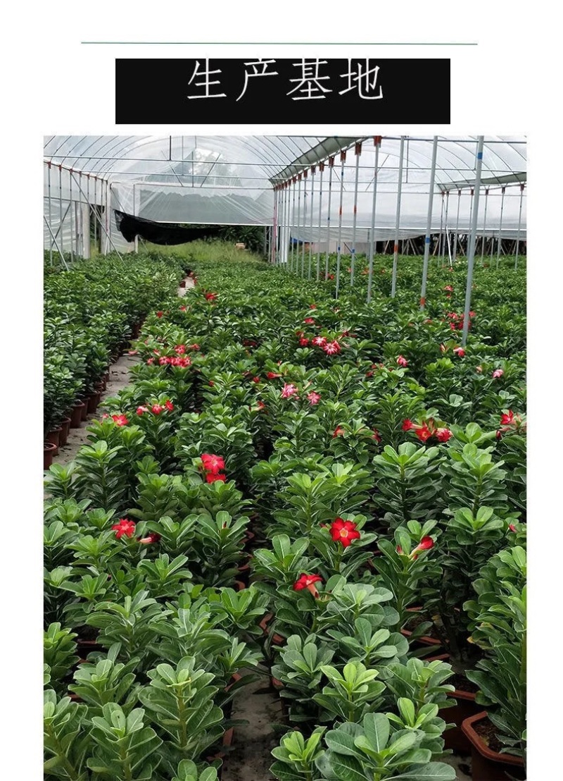 沙漠玫瑰带重瓣花卉室内植物四季好养办公室老桩桌面花苗盆栽