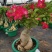 沙漠玫瑰带重瓣花卉室内植物四季好养办公室老桩桌面花苗盆栽