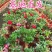 沙漠玫瑰带重瓣花卉室内植物四季好养办公室老桩桌面花苗盆栽