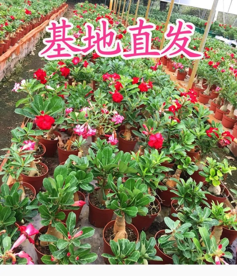 沙漠玫瑰带重瓣花卉室内植物四季好养办公室老桩桌面花苗盆栽
