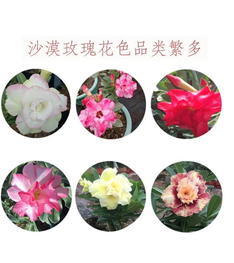 沙漠玫瑰带重瓣花卉室内植物四季好养办公室老桩桌面花苗盆栽