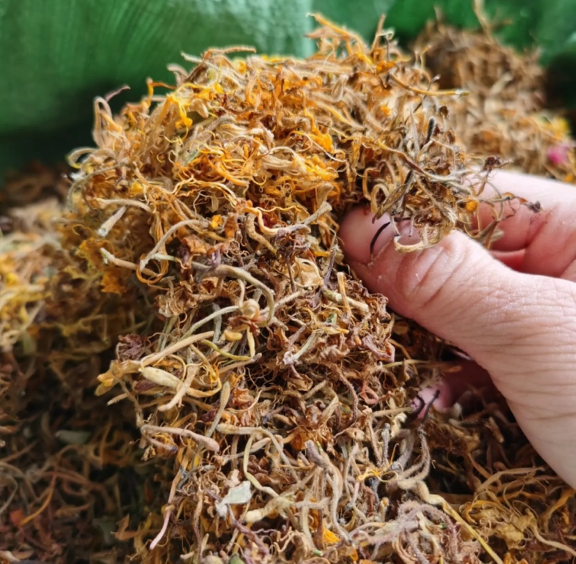 金虫草干燥成品