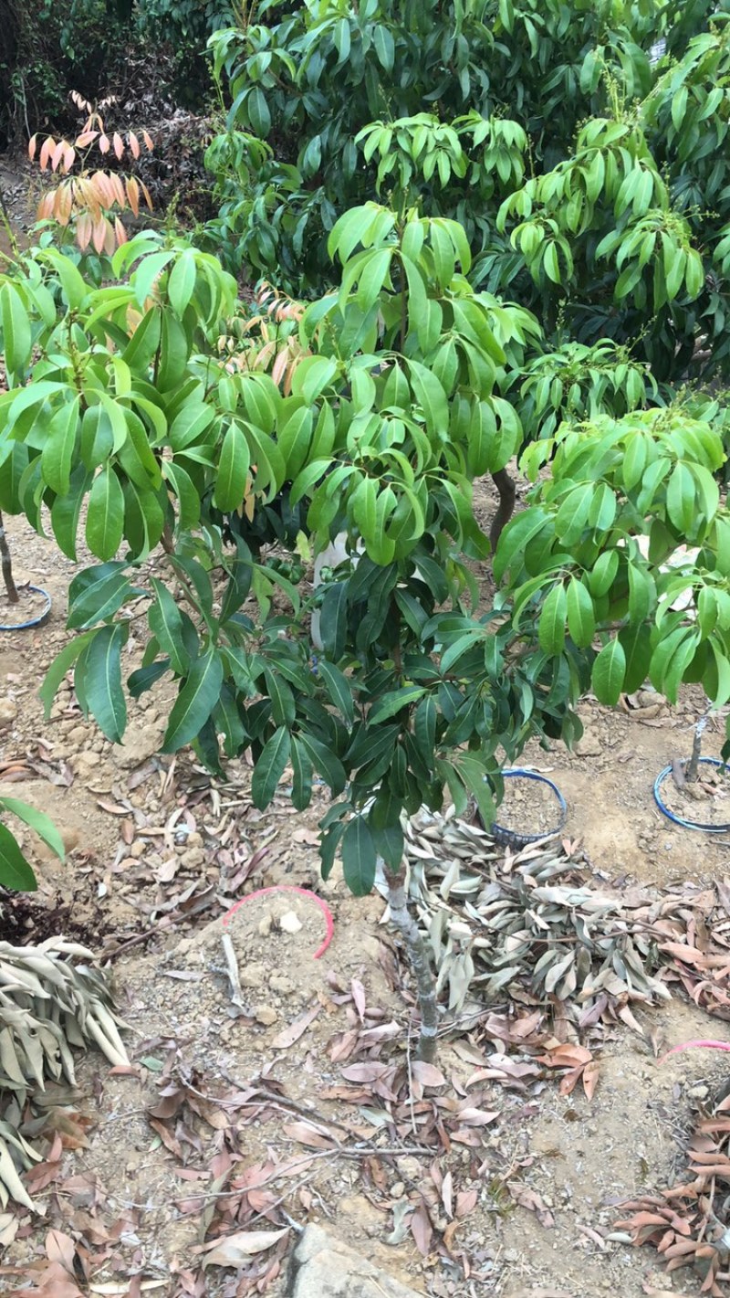 正宗增城基岗村仙进奉