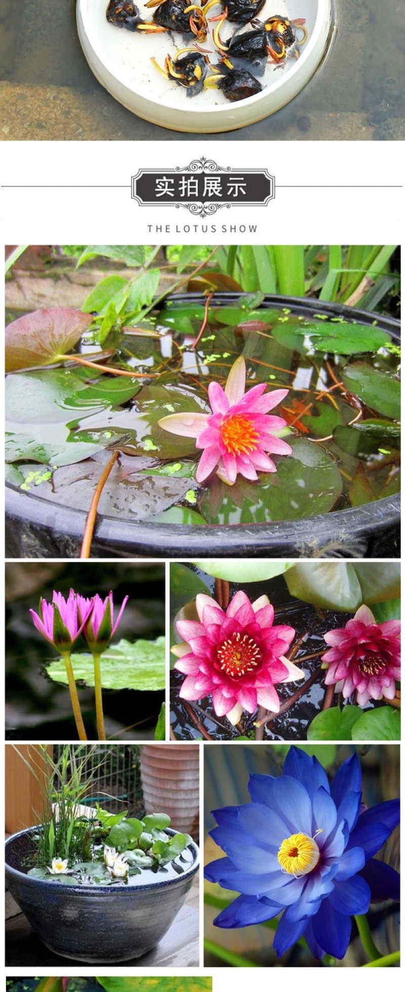 迷你睡莲水培植物四季花卉花盆栽根块观花水生碗莲荷花带花苞