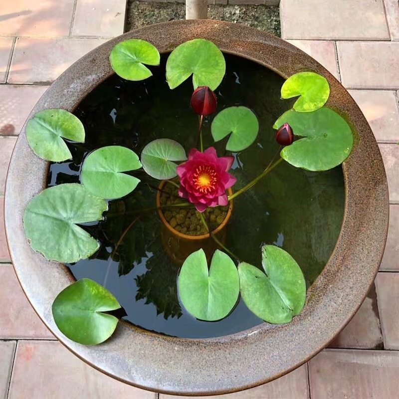 迷你睡莲水培植物四季花卉花盆栽根块观花水生碗莲荷花带花苞