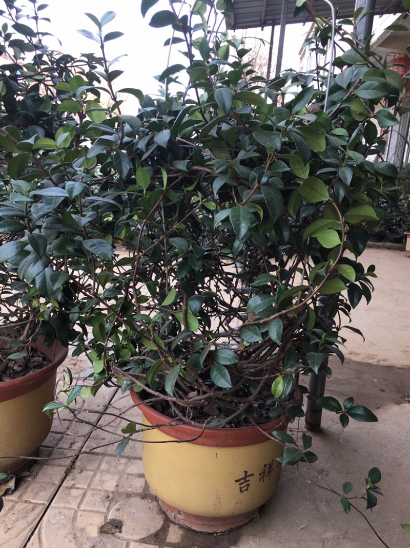 银丝风车茉莉花爬藤花卉虎头茉莉白茉莉双色茉莉四季常青盆栽