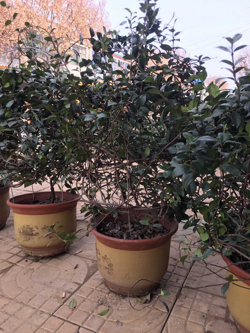 银丝风车茉莉花爬藤花卉虎头茉莉白茉莉双色茉莉四季常青盆栽