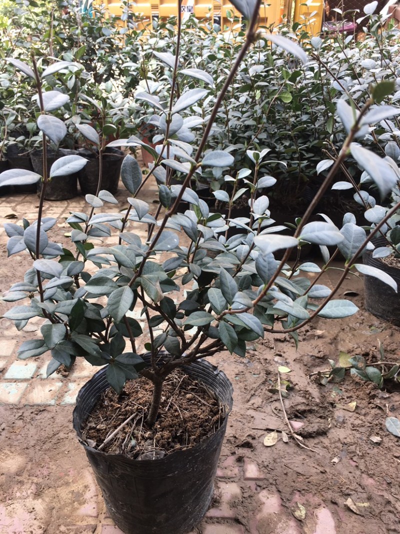 银丝风车茉莉花爬藤花卉虎头茉莉白茉莉双色茉莉四季常青盆栽