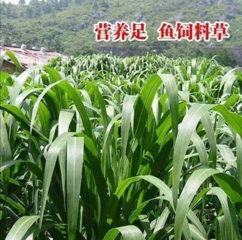 牧草王草种产量高耐旱耐贫南北均可种植口感好牛羊都爱吃